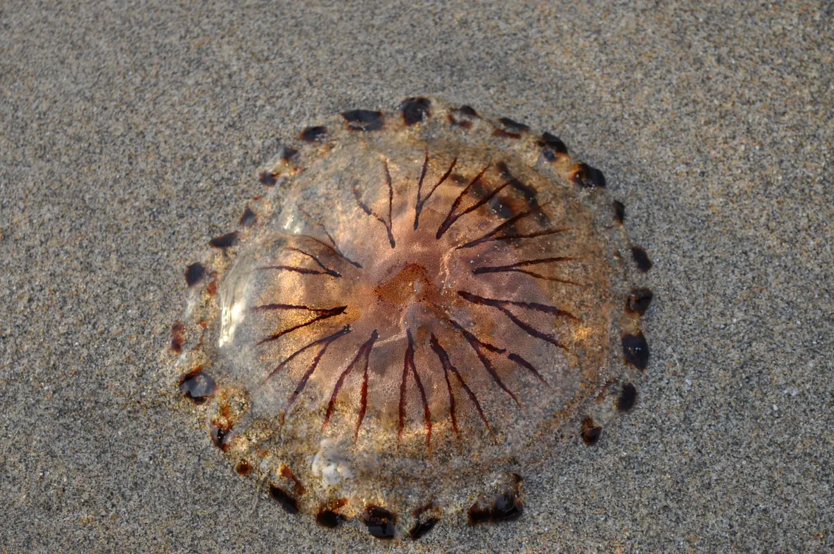 Jellyfish, Weever Fish and Sea Urchins: Staying Safe in British Waters