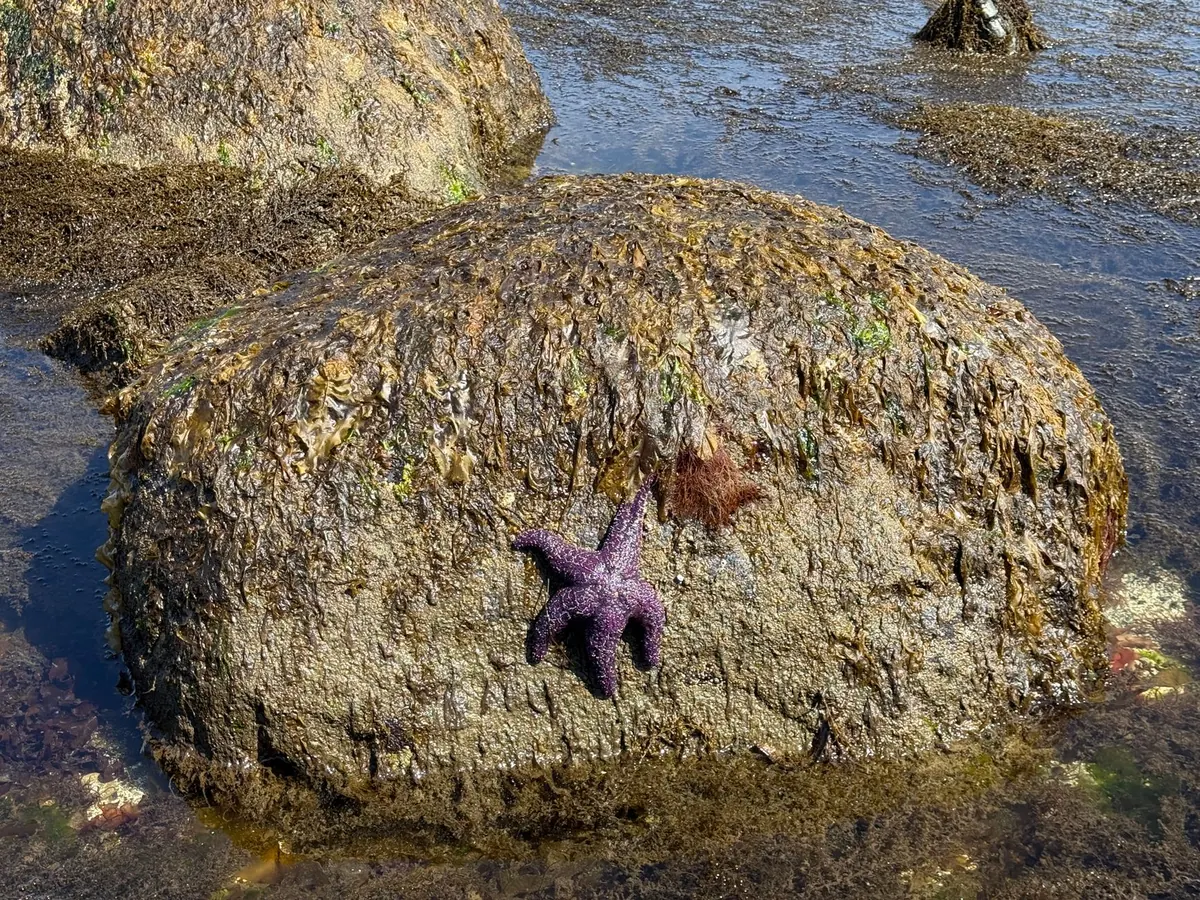 What Lives in a British Rock Pool? A Beginner's Field Guide